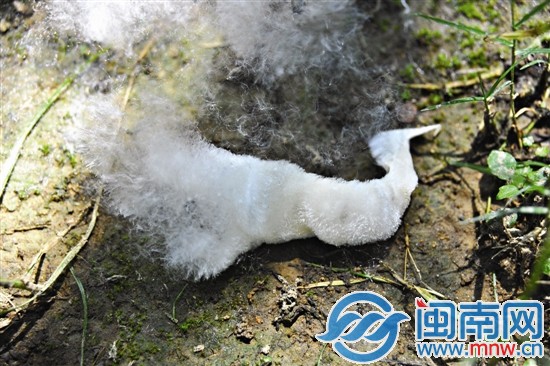整團(tuán)的棉絮脫離了外殼，還未被風(fēng)吹散之時(shí)，猶如一只