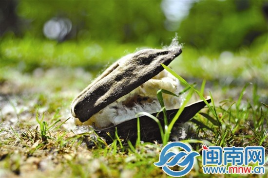 重重落在樹下的木棉果實(shí)，堅(jiān)硬的外殼已經(jīng)開裂