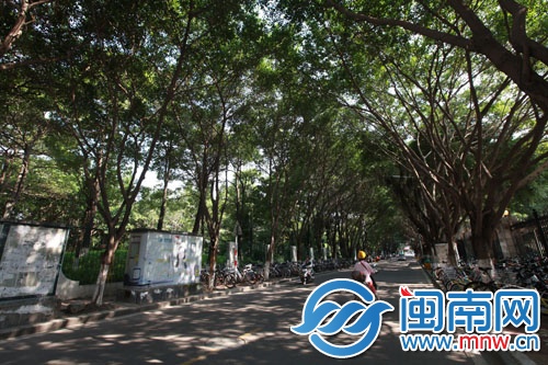 林陰大道是夏天出行最喜歡經(jīng)過的地方