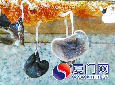 洗碗池一側(cè)的膠合板長出了蘑菇