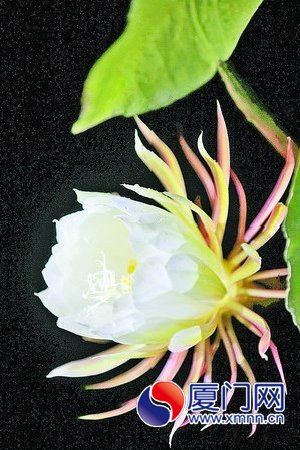 居民家中怒放的曇花