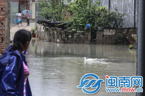 常泰街道，民房院子積水太深成了水塘，鴨子在里面游泳