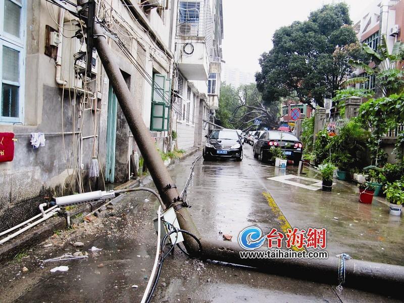 電線桿被倒下的樹砸斷了