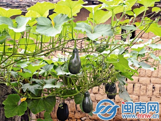夏至到，應(yīng)季瓜果豆類豐富，蒲瓜也長(zhǎng)勢(shì)騰騰（攝于惠