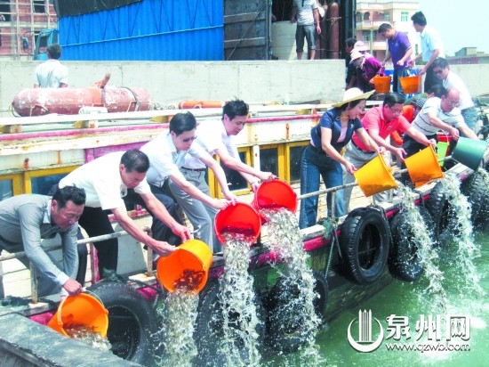 近百萬尾體長5厘米以上的黃鰭鯛苗種被放流在湄洲灣