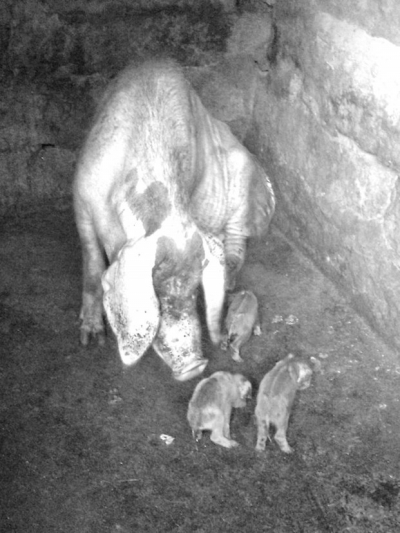 “英雄”豬媽媽