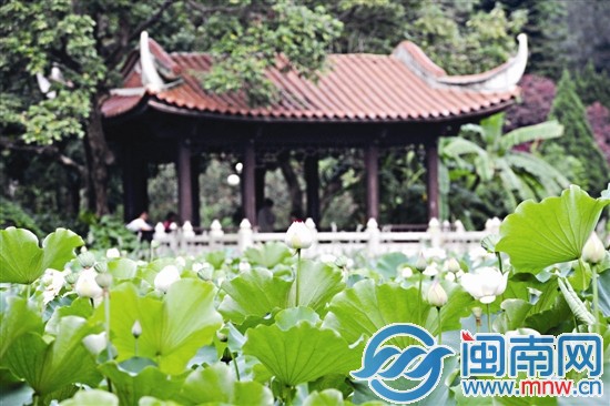 泉州市區(qū)東湖公園荷花開放