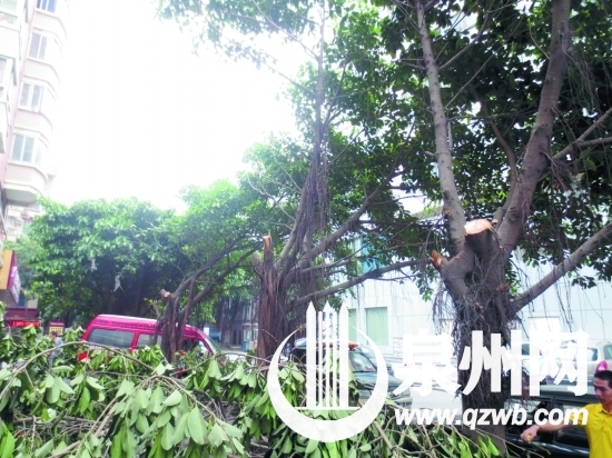 原本長(zhǎng)得十分茂盛的行道樹(shù)，被修得亂七八糟