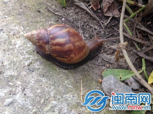 大蝸牛色彩斑斕，足有一個(gè)拳頭大