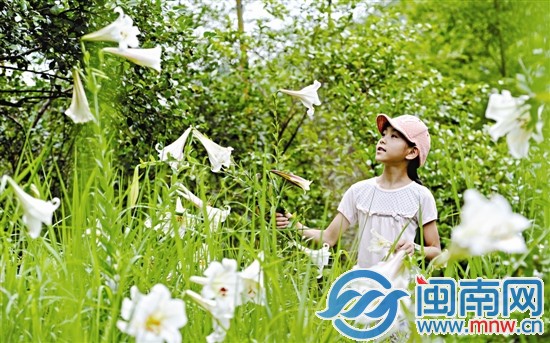 云溪村開(kāi)了一大片的野百合