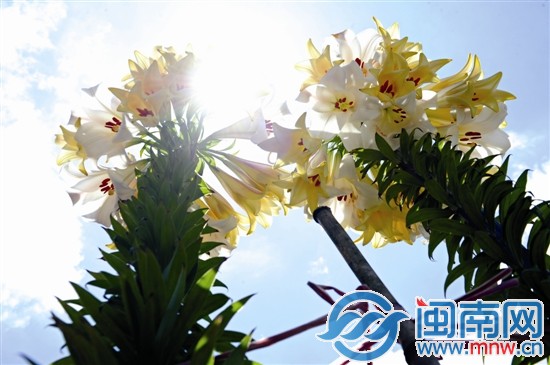 林美州家的兩株百合今年開(kāi)花數(shù)十朵