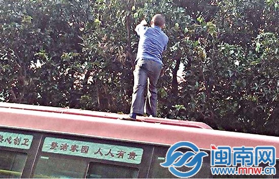 公交司機摘芒果一幕被網(wǎng)友拍下