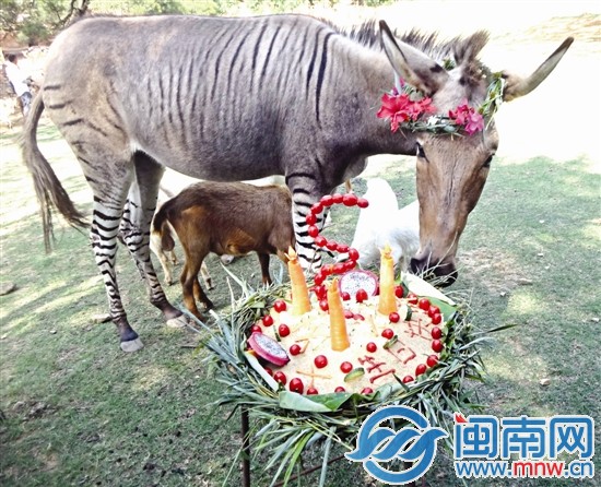 動物園特制五谷雜糧蛋糕幫慶生