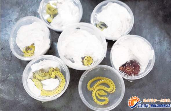 廈門海關(guān)查獲郵寄渠道走私綠樹蟒進(jìn)境案