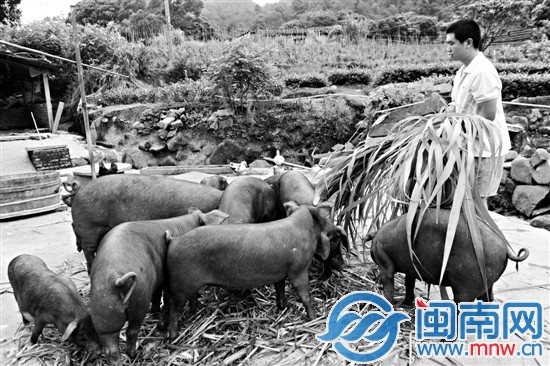 畢業(yè)后，柯旭輝在安溪當(dāng)起豬倌