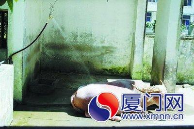 沐浴在水龍頭下的白牛