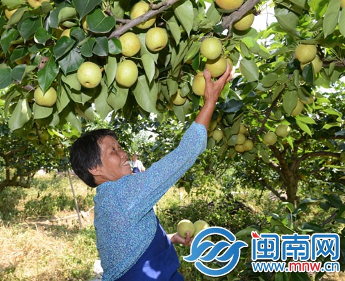 德化梨成熟的季節(jié)到了