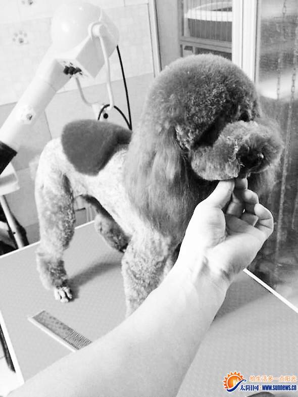 不少狗狗都被剃了毛