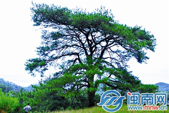 其他古樹(shù)不服？來(lái)攻擂吧!