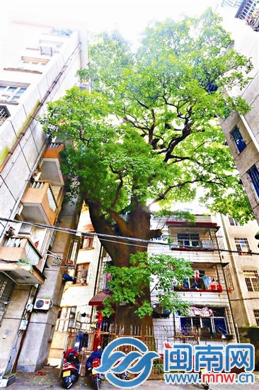 其他古樹(shù)不服？來(lái)攻擂吧!1