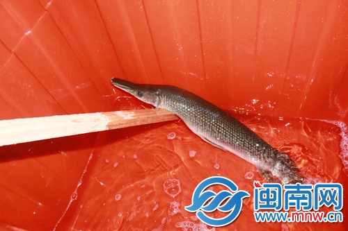 雀鱔藏水池 偷吃池中魚