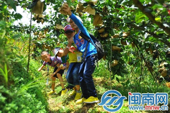 頭一回摘梨 當(dāng)小果農(nóng)滋味真不賴