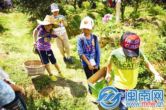 邊走邊吃，我們抬梨下山嘍