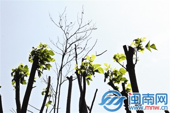 新植的樹木被砍去斜枝