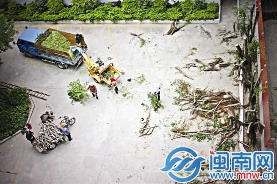 綠色植物過分生長的部分被機(jī)器碾為齏粉