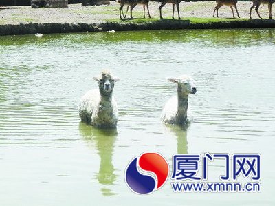 戀水不上岸的“草泥馬”。