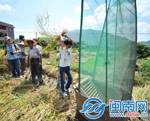 小記者親身體驗(yàn)打谷子