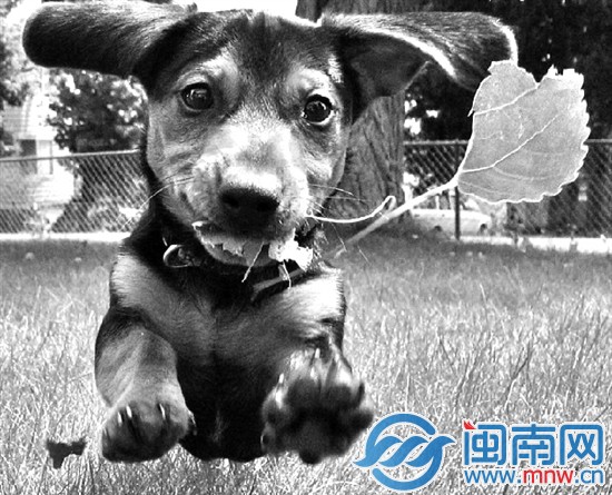 別被它們可愛(ài)的樣子迷惑了，千萬(wàn)別輕易挑逗陌生狗狗
