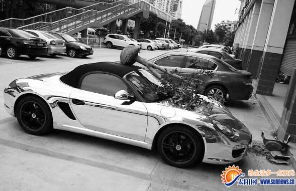 “躺”在豪車上的景觀樹