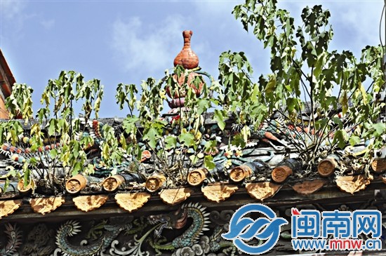 花橋宮屋頂長滿小樹，根須滲入瓦礫