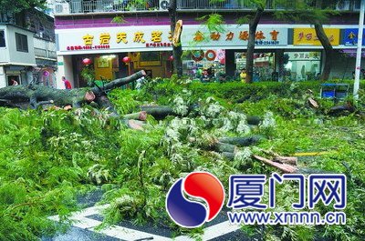 二十米高樹(shù)木被強(qiáng)風(fēng)“腰斬”，樹(shù)干幾被白蟻蛀空