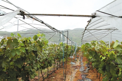 豐州閩豐葡萄園大棚棚頂被大風摧毀。實習生李想攝