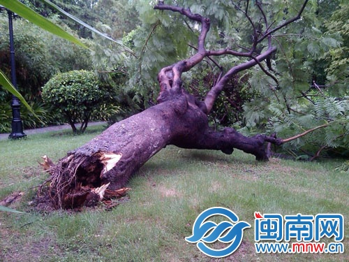 鳳凰木樹干已經(jīng)被蛀空，大風(fēng)一刮就倒了