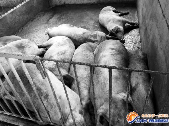 倒地不起的生豬